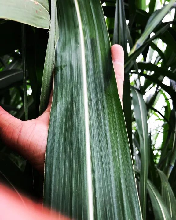 Mudas BRS CAPIAÇU  - Foto 5