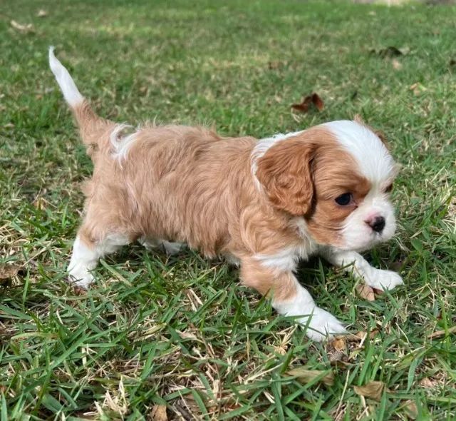 Cavalier King Charles Spaniel com temperamento equilibrado e amável