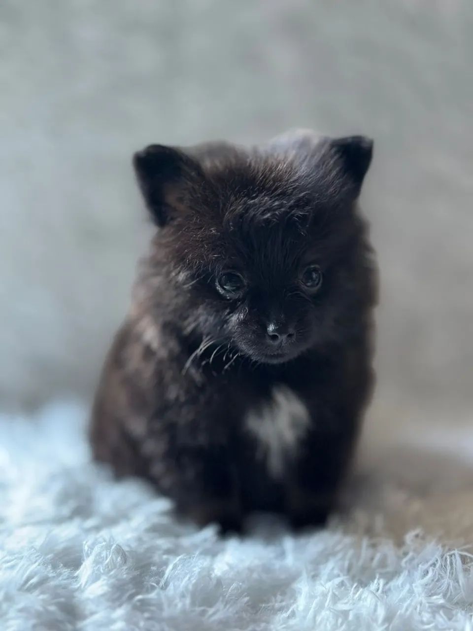 Lulu macho black anão  - Foto 3