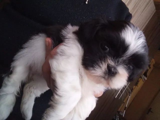 Shih-tzu 
