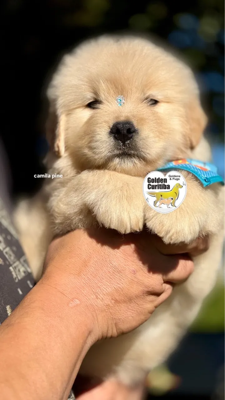 Filhote de Golden Retriever Macho- Entregamos em sua cidade