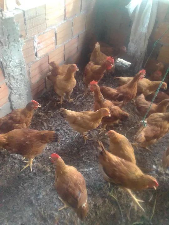 Frangos caipiras para venda - Foto 2