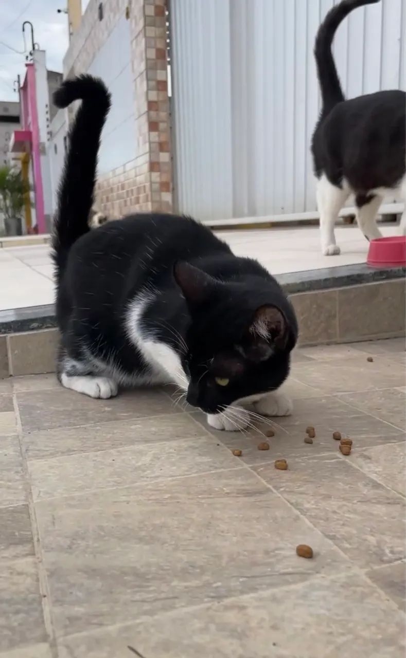 Gatinha CASTRADA para adoção responsável  - Foto 3