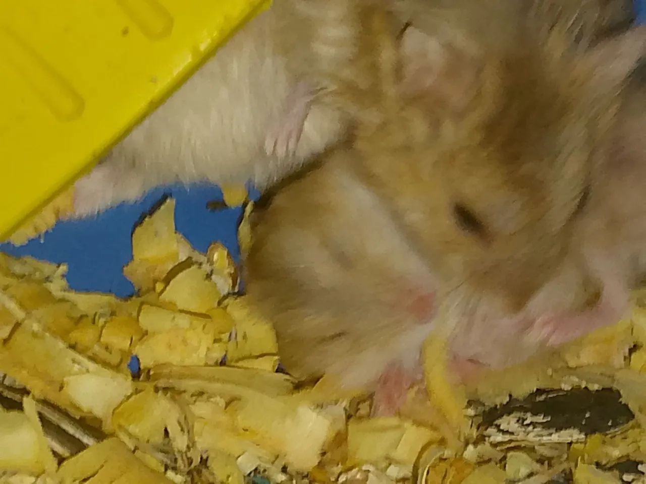 Filhotes de Hamster Sírio - Foto 2