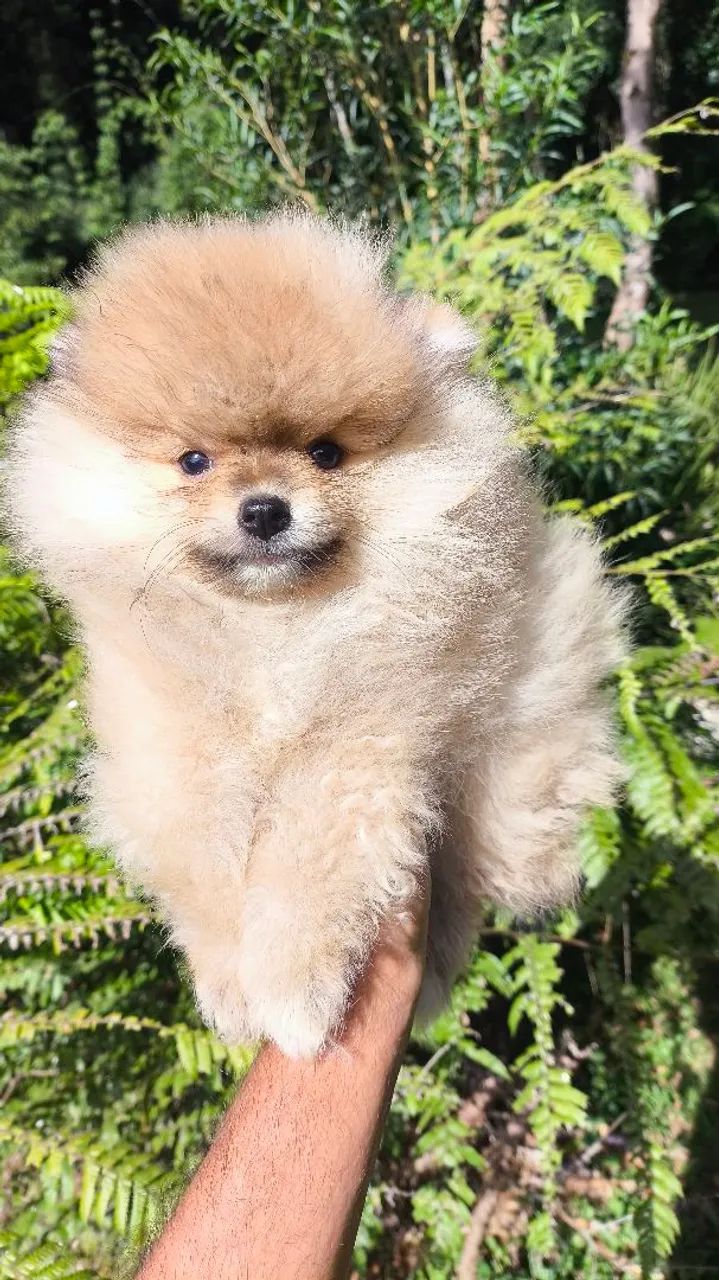 SPITZ ALEMÃO ANÃOZINHO lindos filhotes  - Foto 4