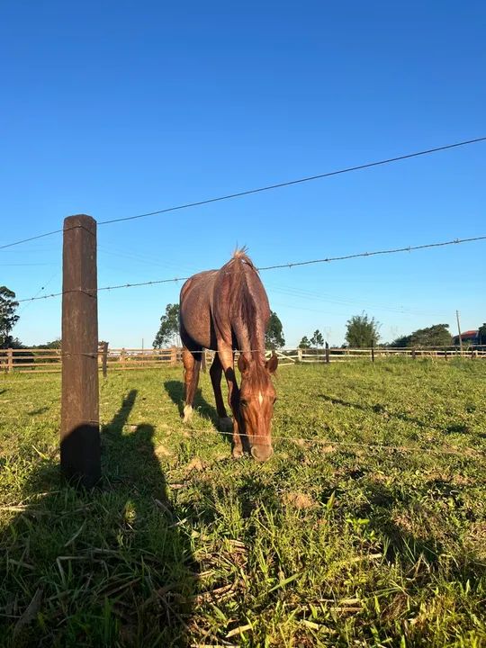 Egua para venda - Foto 2