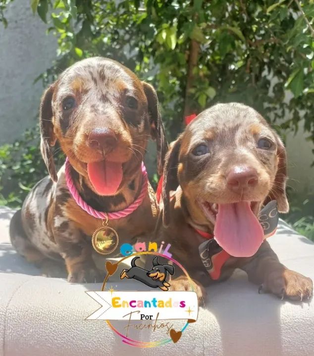 Dachshund basset salsicha O Original  - Foto 4