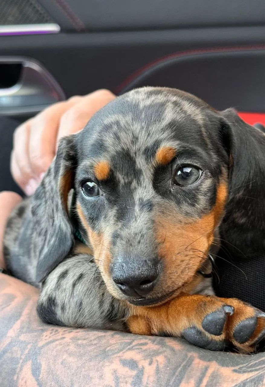 Daschshund Cofap teckel salsixinha  - Foto 2