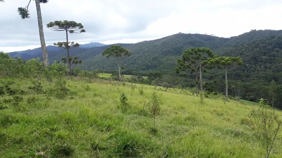 Área Comercial de 911 hectares com Pastagens e Eucaliptos em Centro, Passa Quatro, MG. - Foto 5