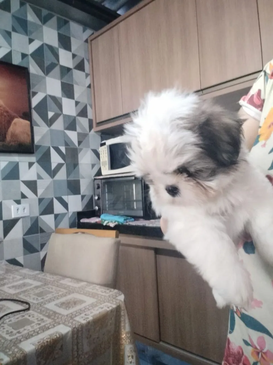 Filhote de Shih Tzu fofo e brincalhão