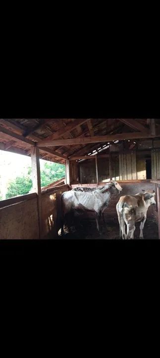 Dois garrotes  para venda - Foto 3