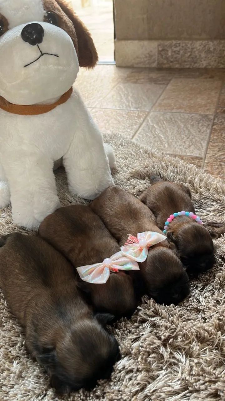 Filhotinho de shitzu disponível 3 femea s 1 machinho - Foto 5