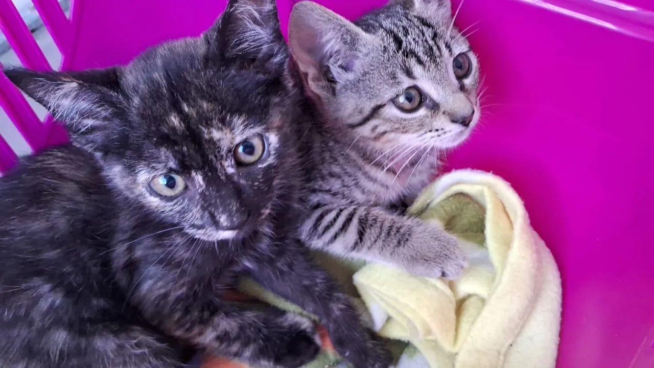 Doa-se 2 fêmeas apenas lares seguros com telas sem acesso à rua - Foto 3