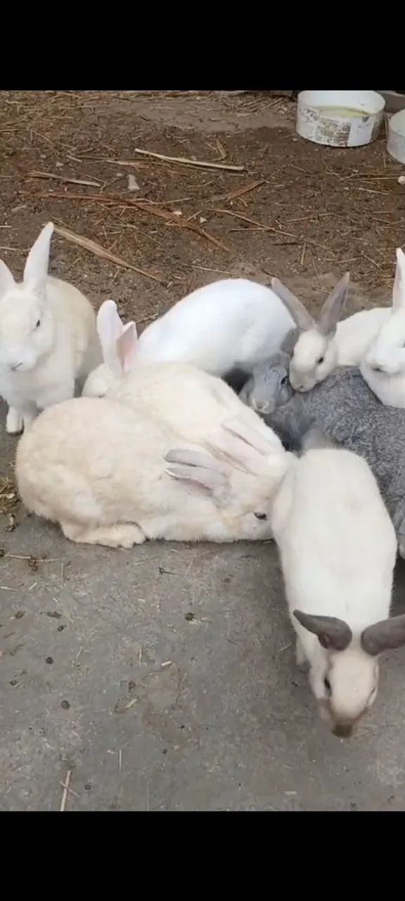 Coelhos lindos - Foto 2