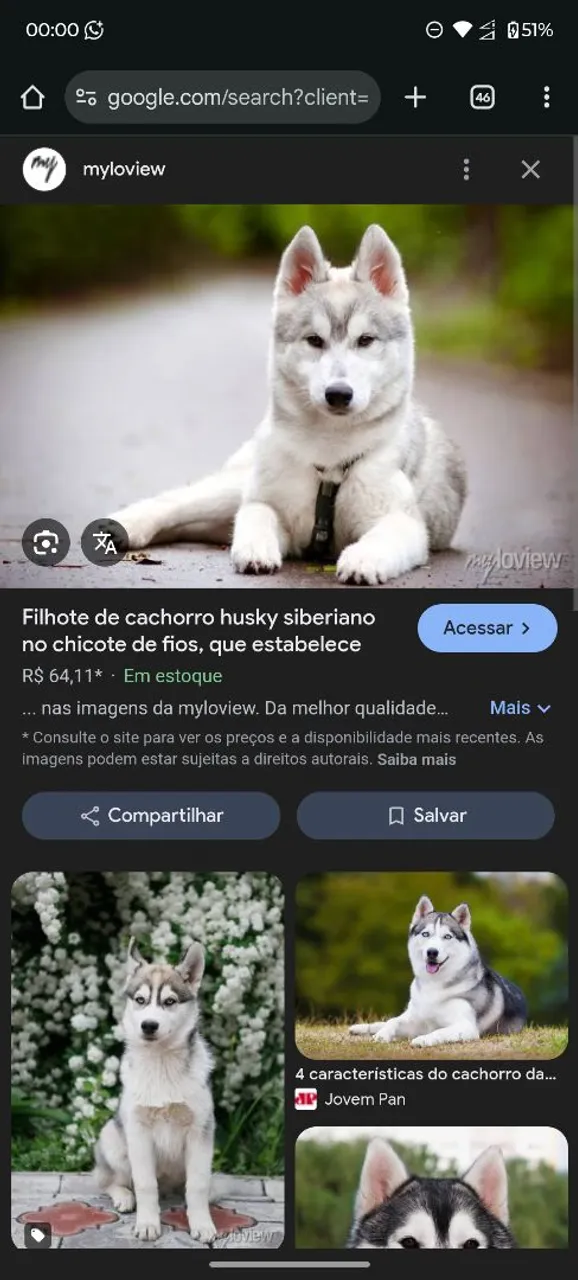 Algum husky fêmea de olhos azul disponível?