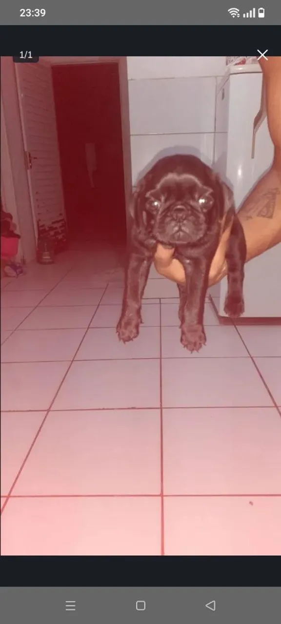 Filhote de Pug Macho Disponível