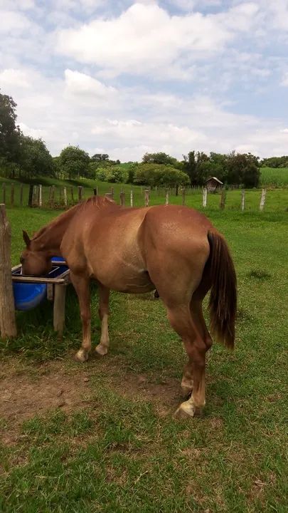 Mangalarga marchador - Foto 5