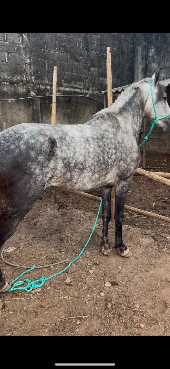 Cavalo Mangalarga Marchador  - Foto 3