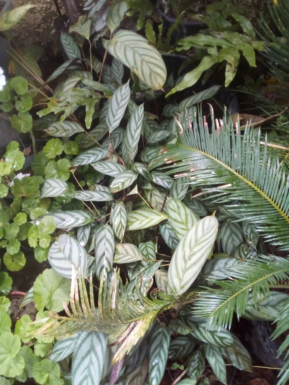 Maranta  - Foto 2