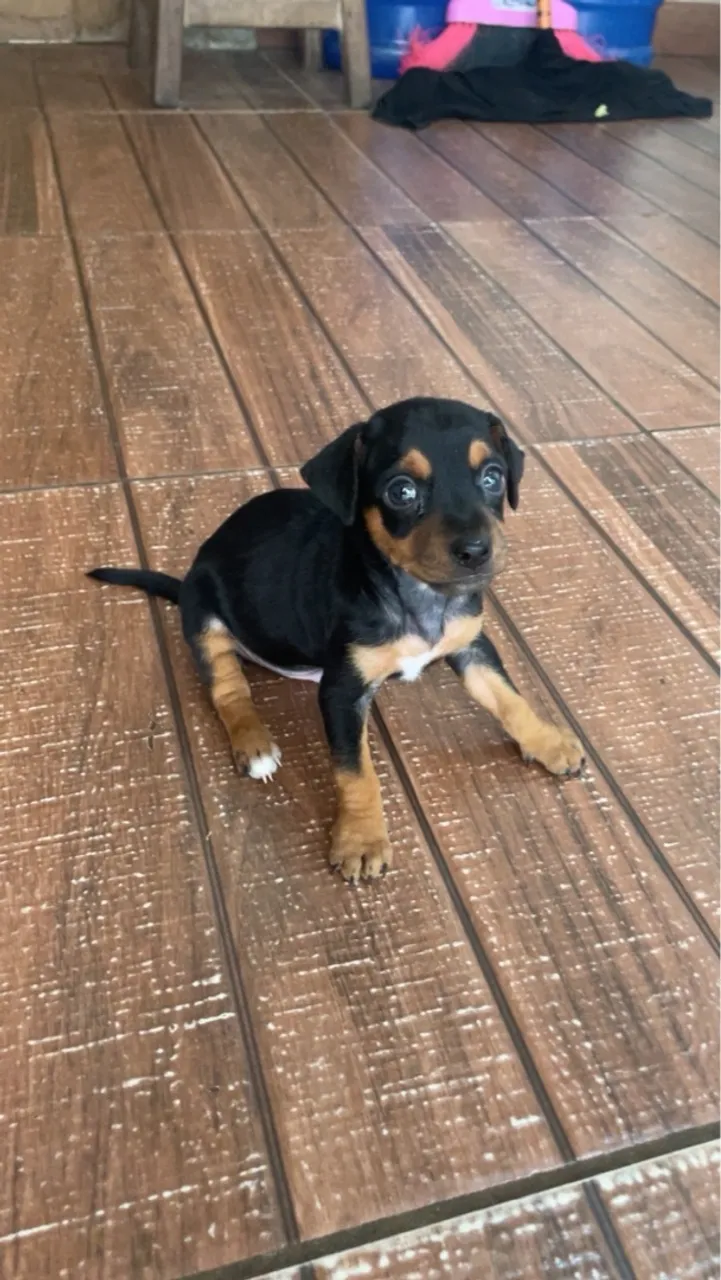 Pinscher1 Macho
