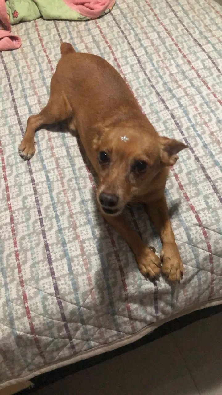 pet sitter (babá de animais) - Foto 3