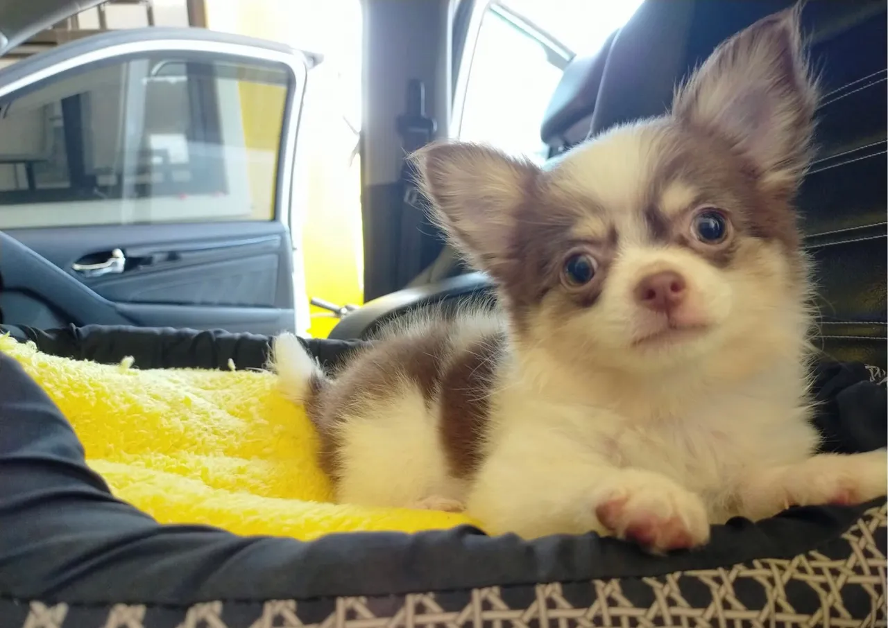 Chihuahua pelo longo
