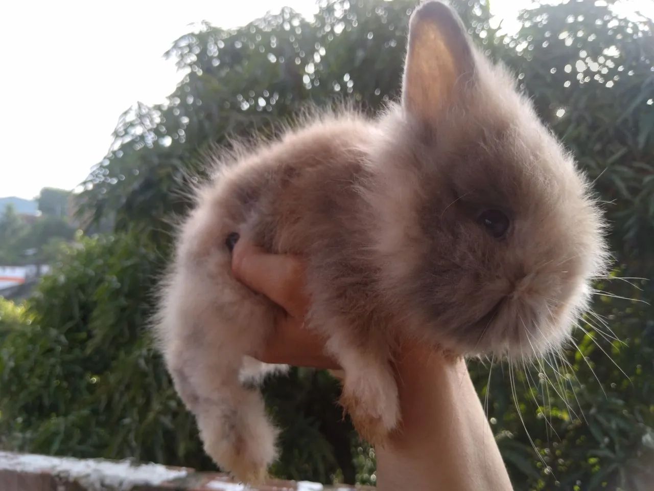 Coelhos Minis Teddy - Foto 6