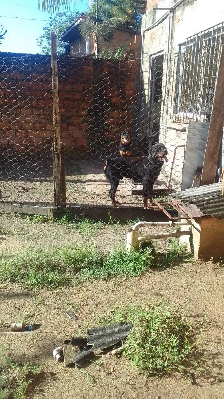 Filhotes rottweiler 