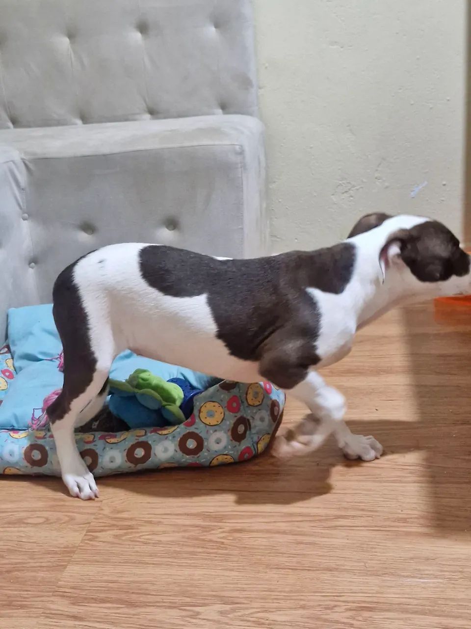 Filhote Pitbull - Foto 4