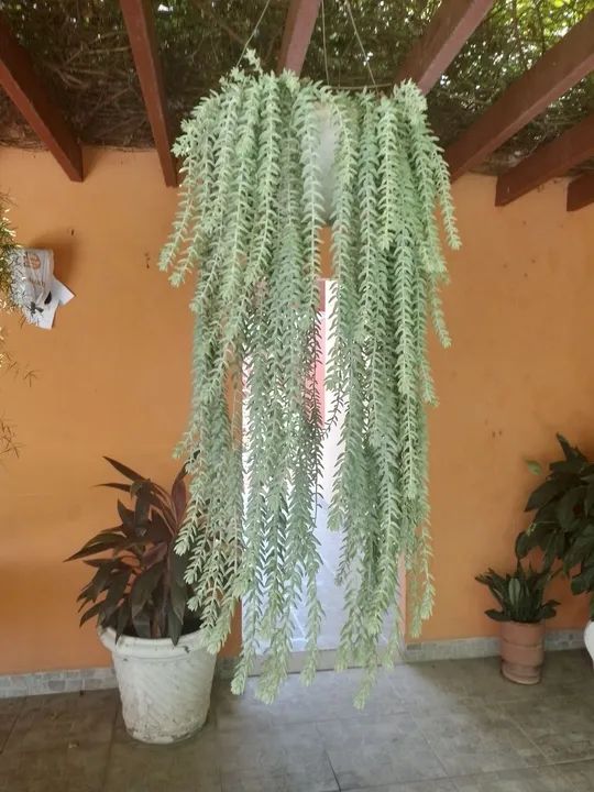 Planta Pendente para Decoração