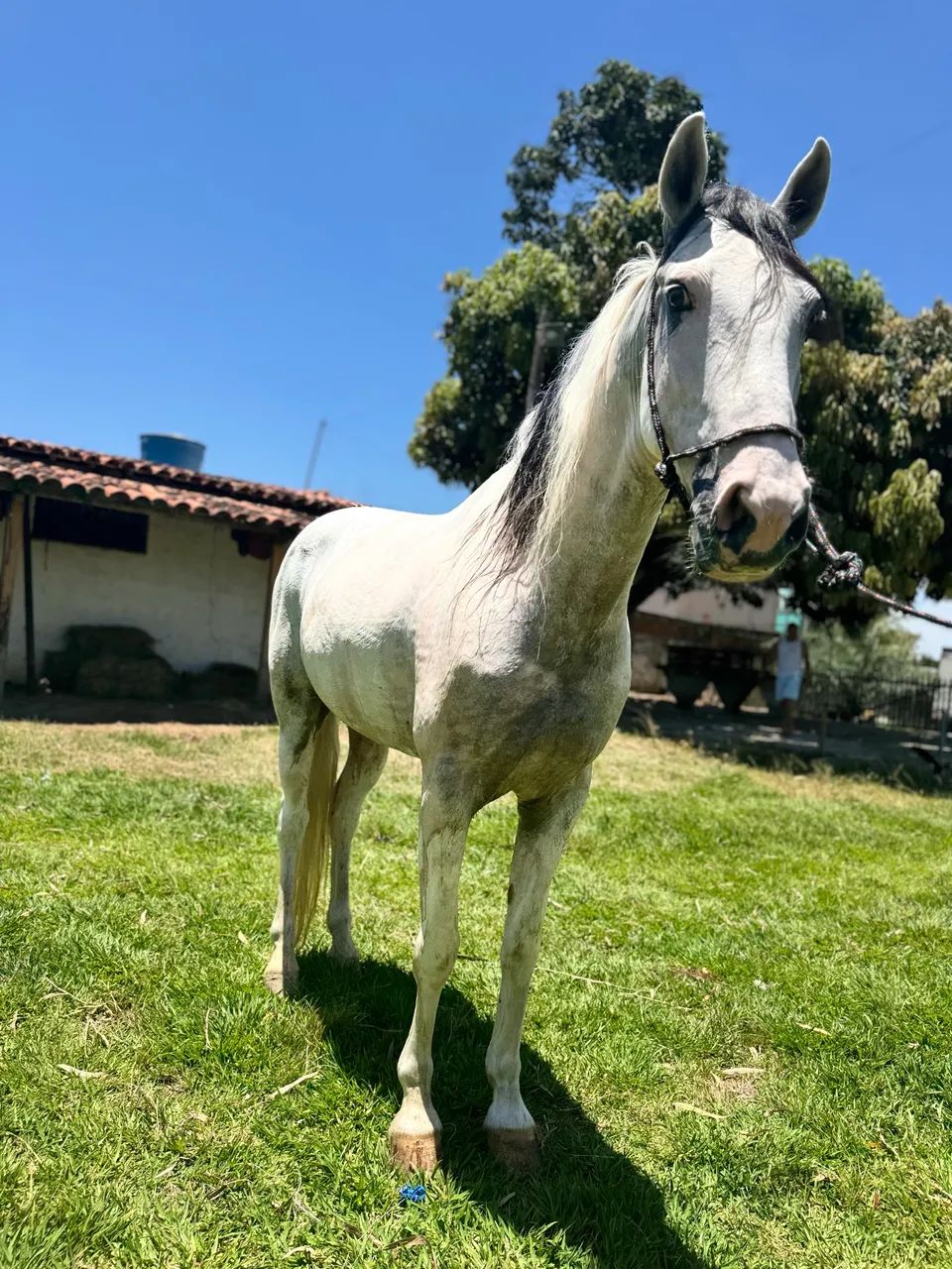 Cavalo pampa de tordilho - Foto 5