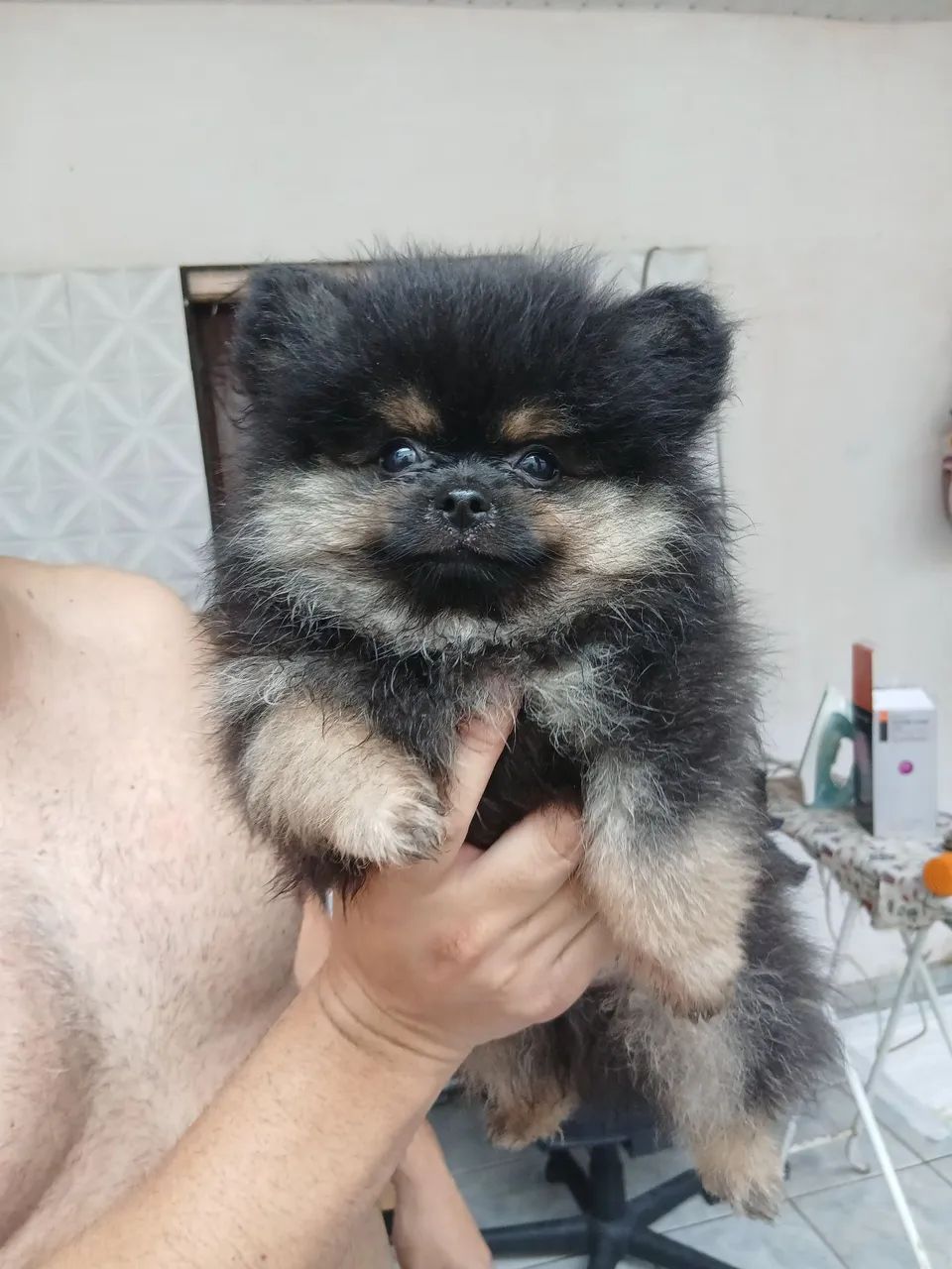 Filhote de Spitz Alemão Black-and-pan - Foto 4