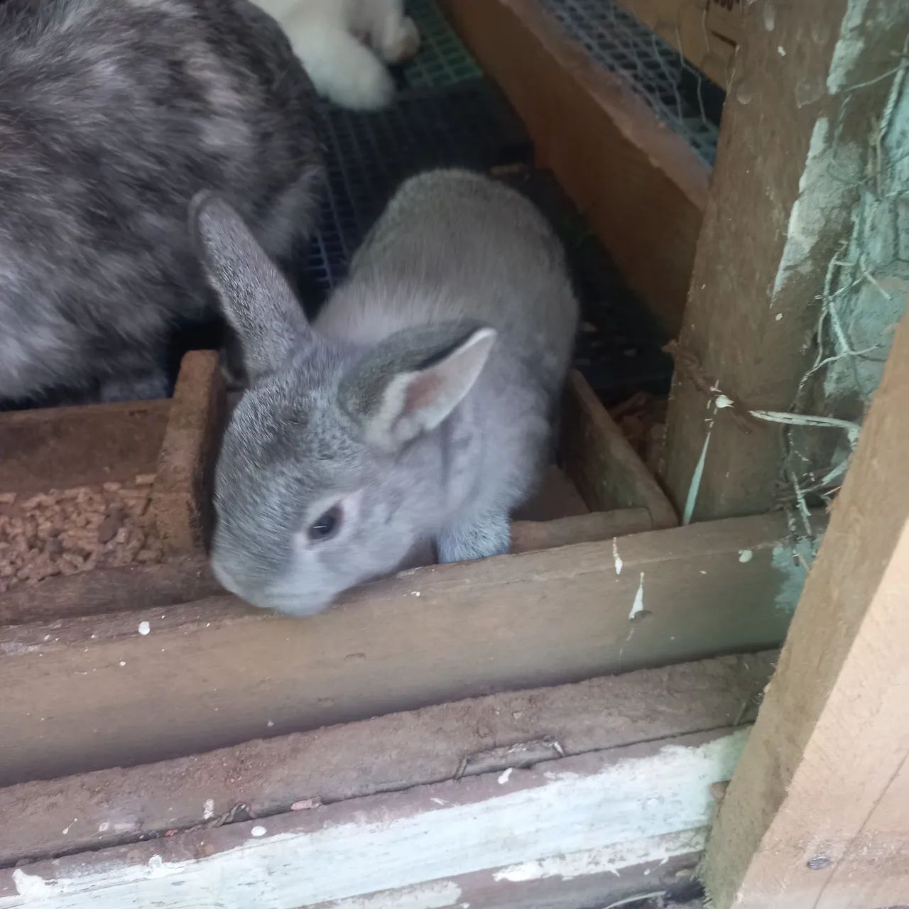 Coelhos  - Foto 5
