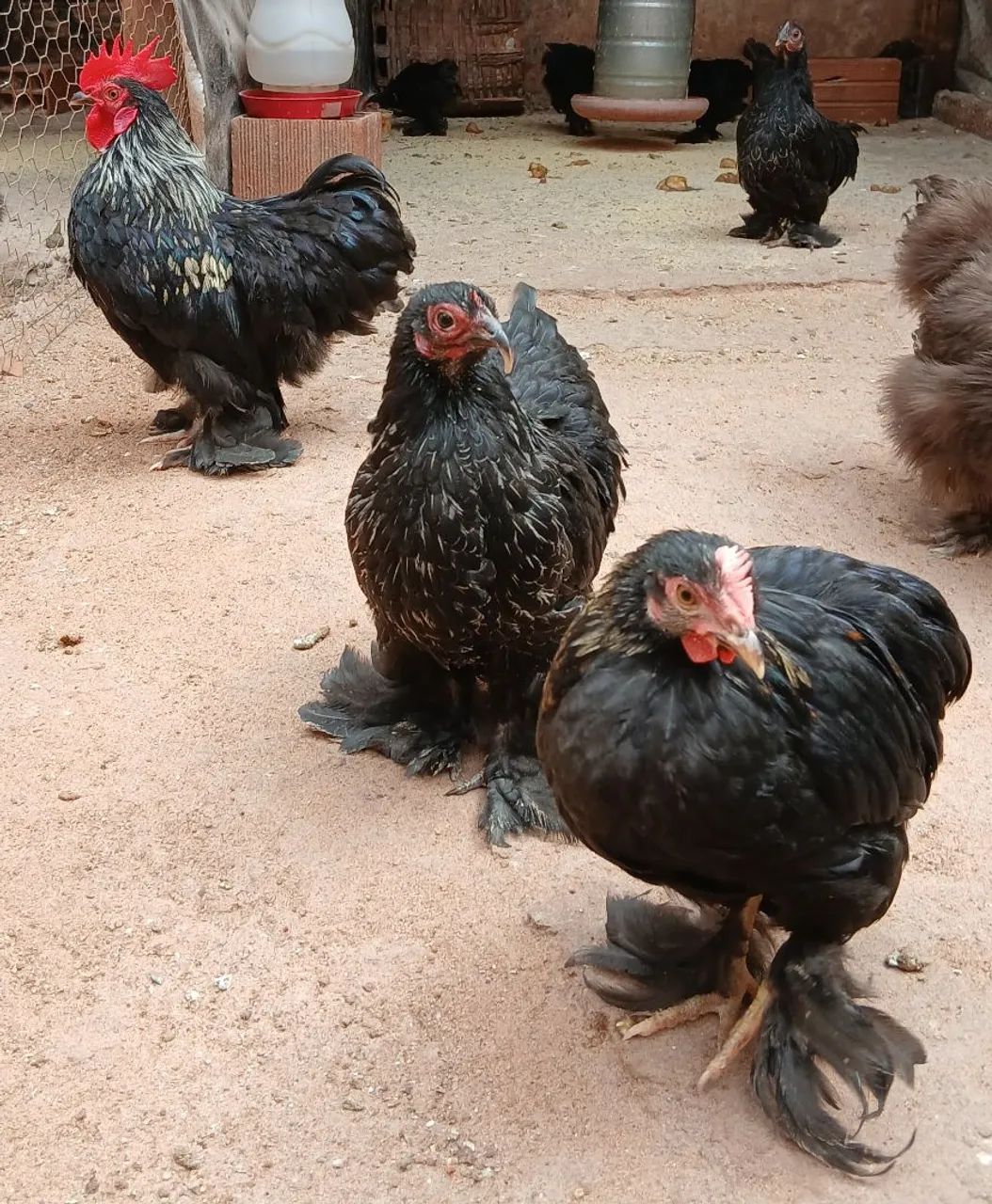 Mini cochim - Foto 5