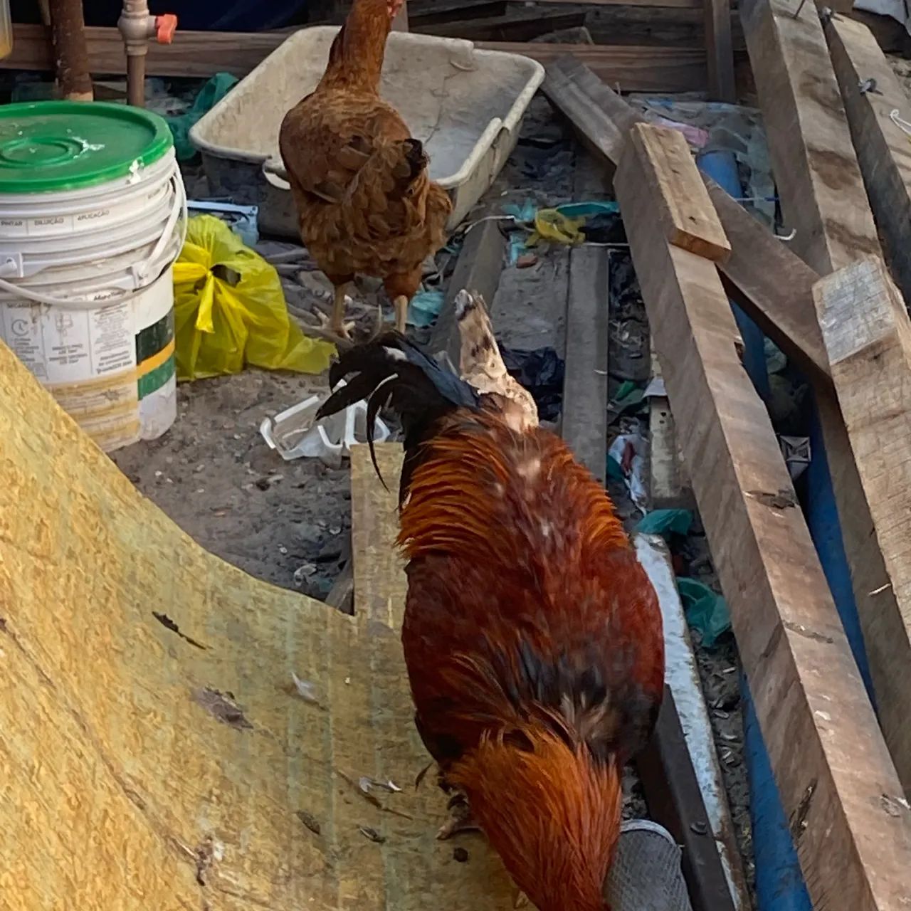 Galinha e galo  - Foto 4