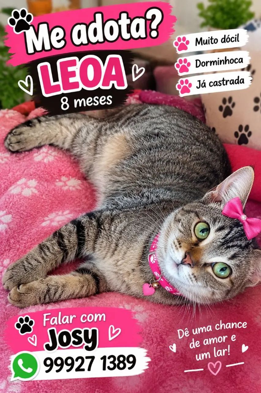 GATOS LINDOS - Foto 5