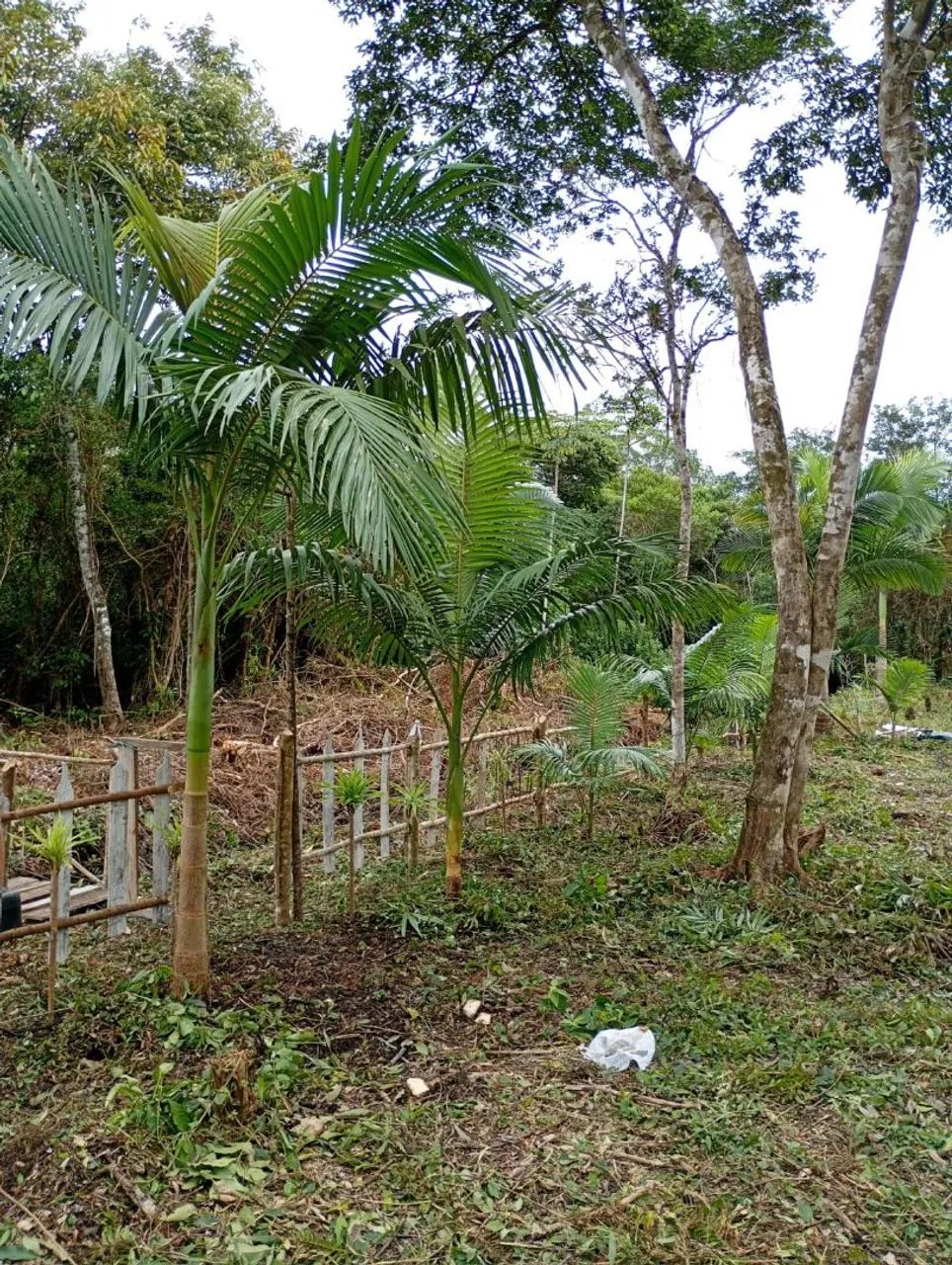 Vendo terreno em Iguape  - Foto 4