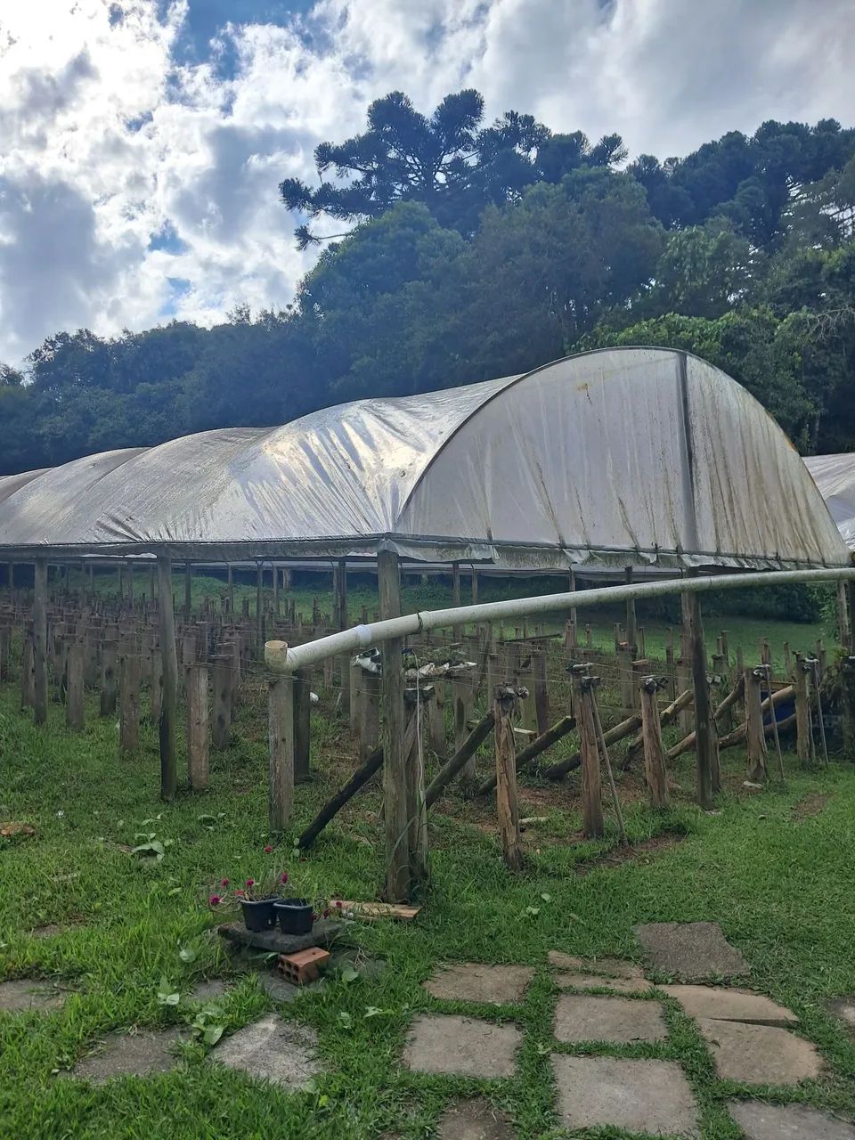 Estufa para morangos  - Foto 5
