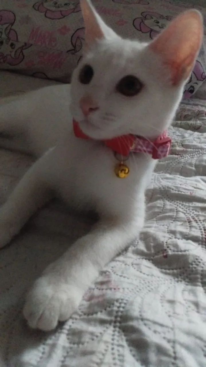 DOAÇÃO GATINHA FÊMEA 