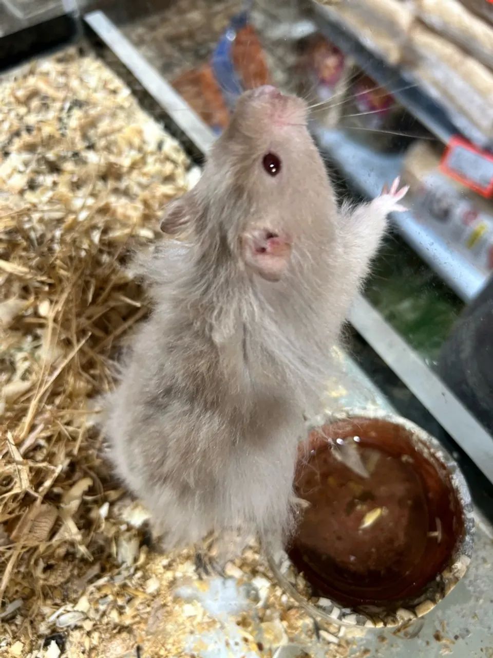 Hamster angora