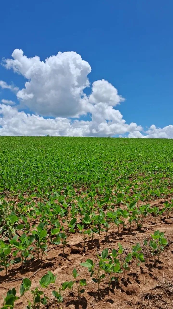 Fazenda em Silvania dupla aptidao - Foto 3