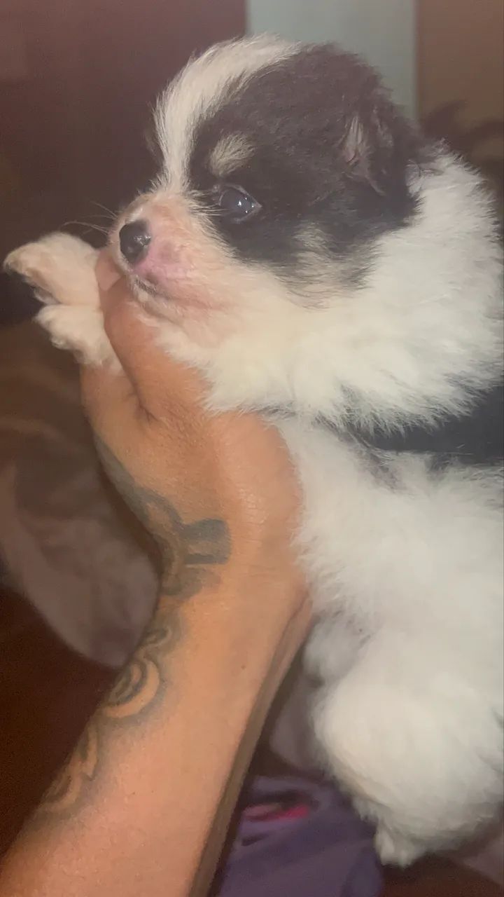 Spitz alemão - Foto 2