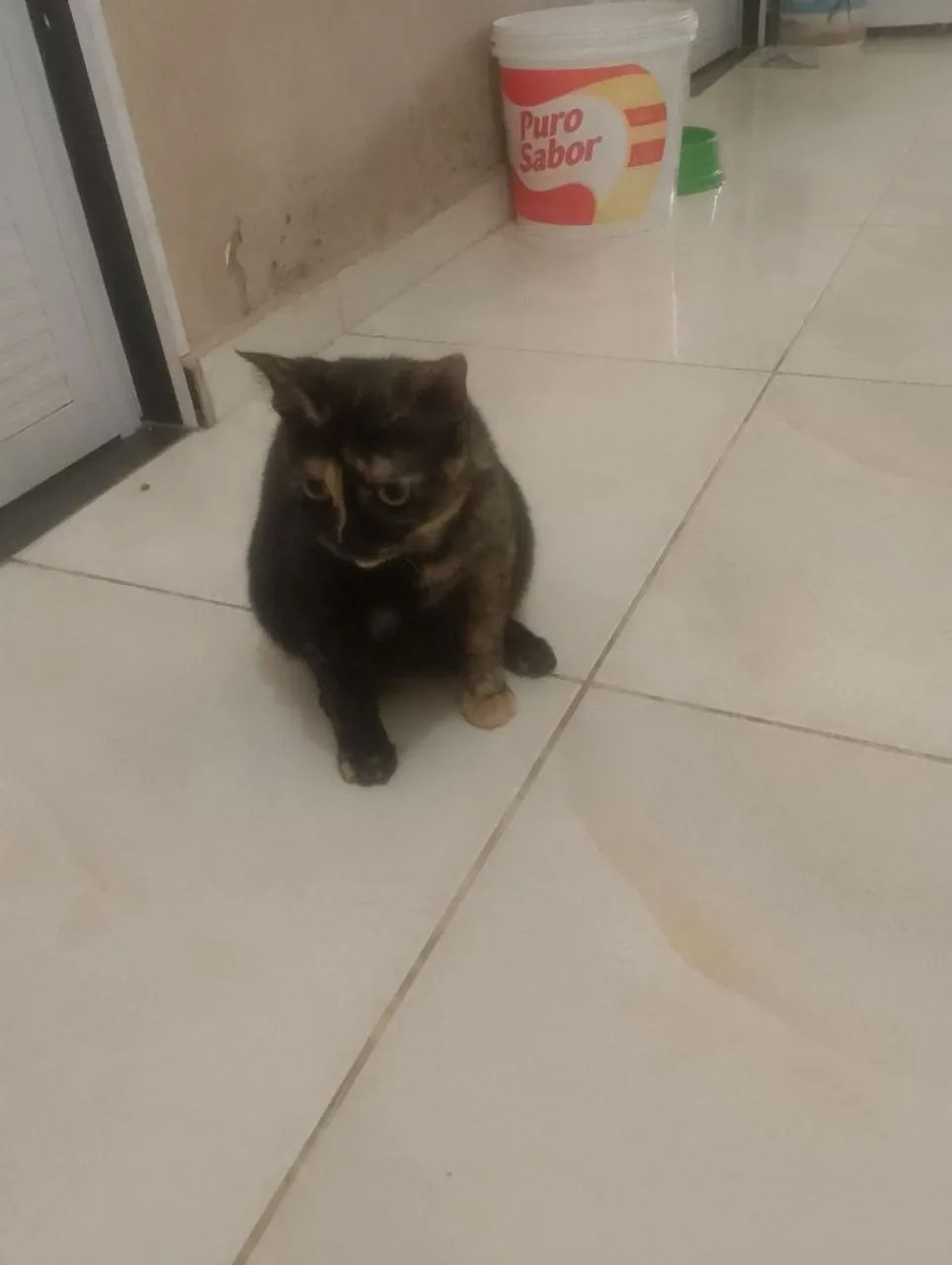 Adoção responsável - Foto 3