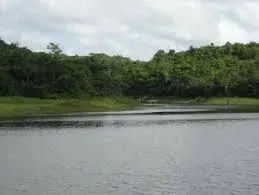 FAZENDA: Fazenda de 310 hectares a venda na beira do rio em Chapadinha-MA - Foto 4