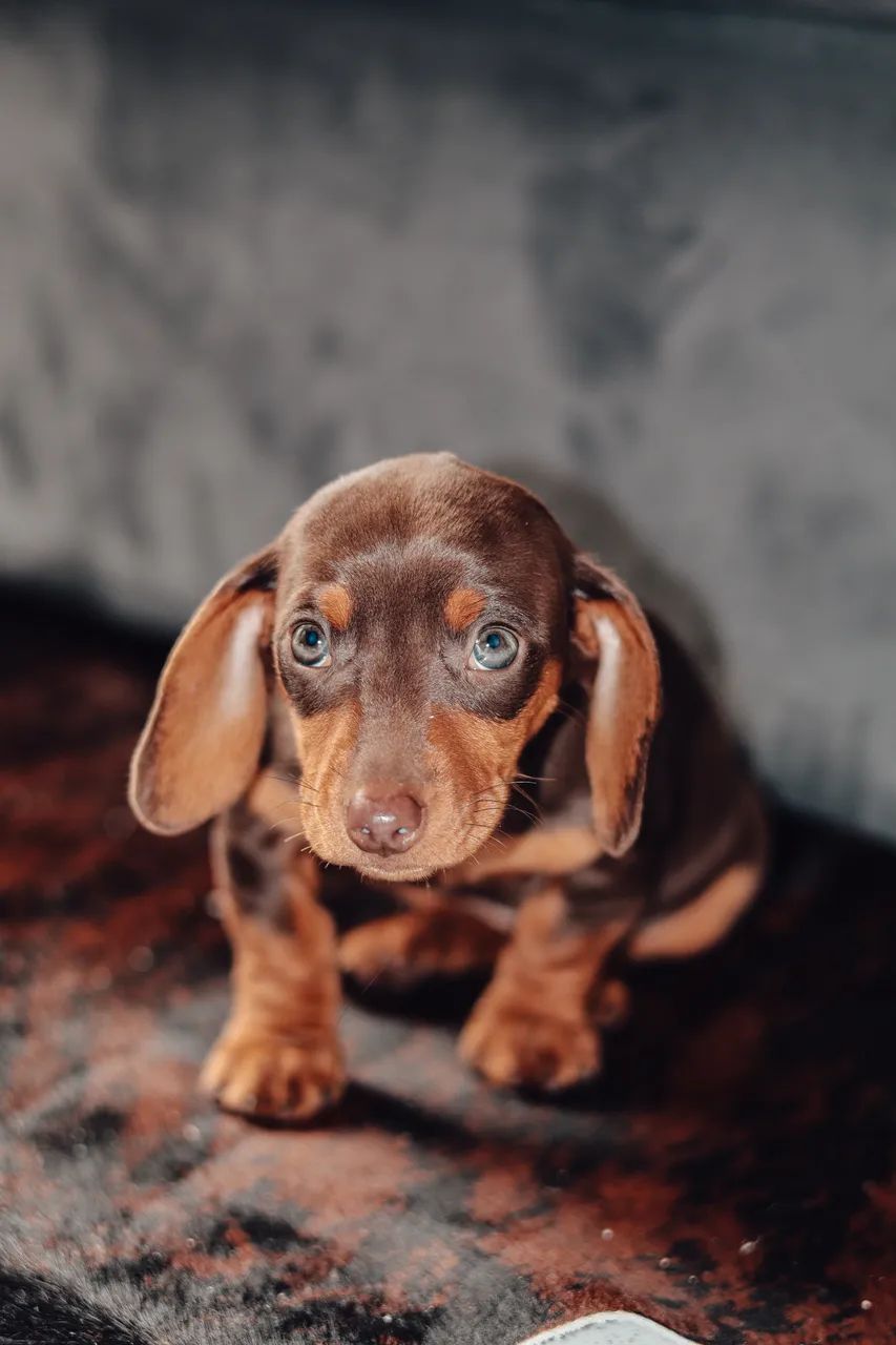 Dachshund  - Foto 4