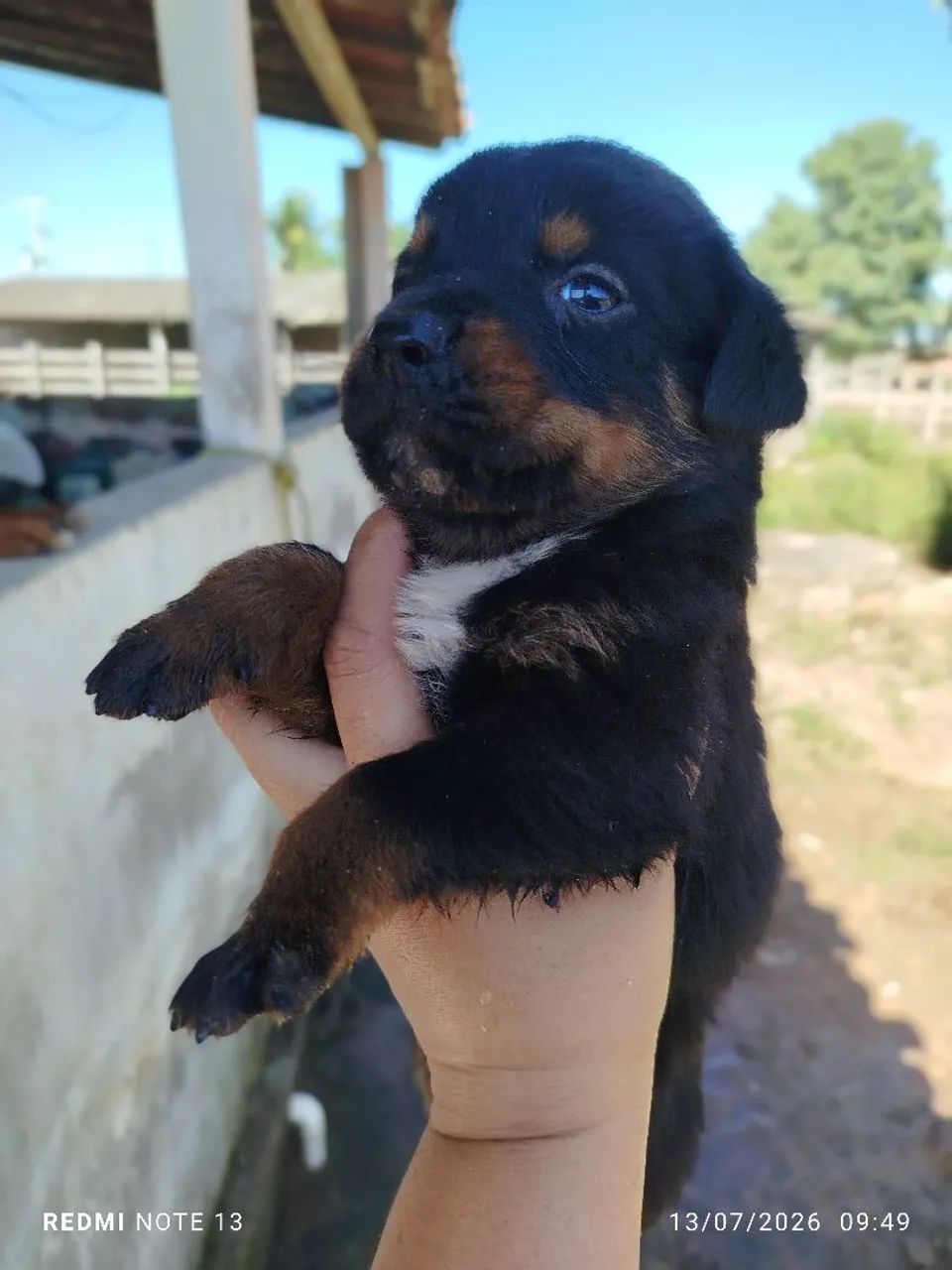 Rottweiler  - Foto 4