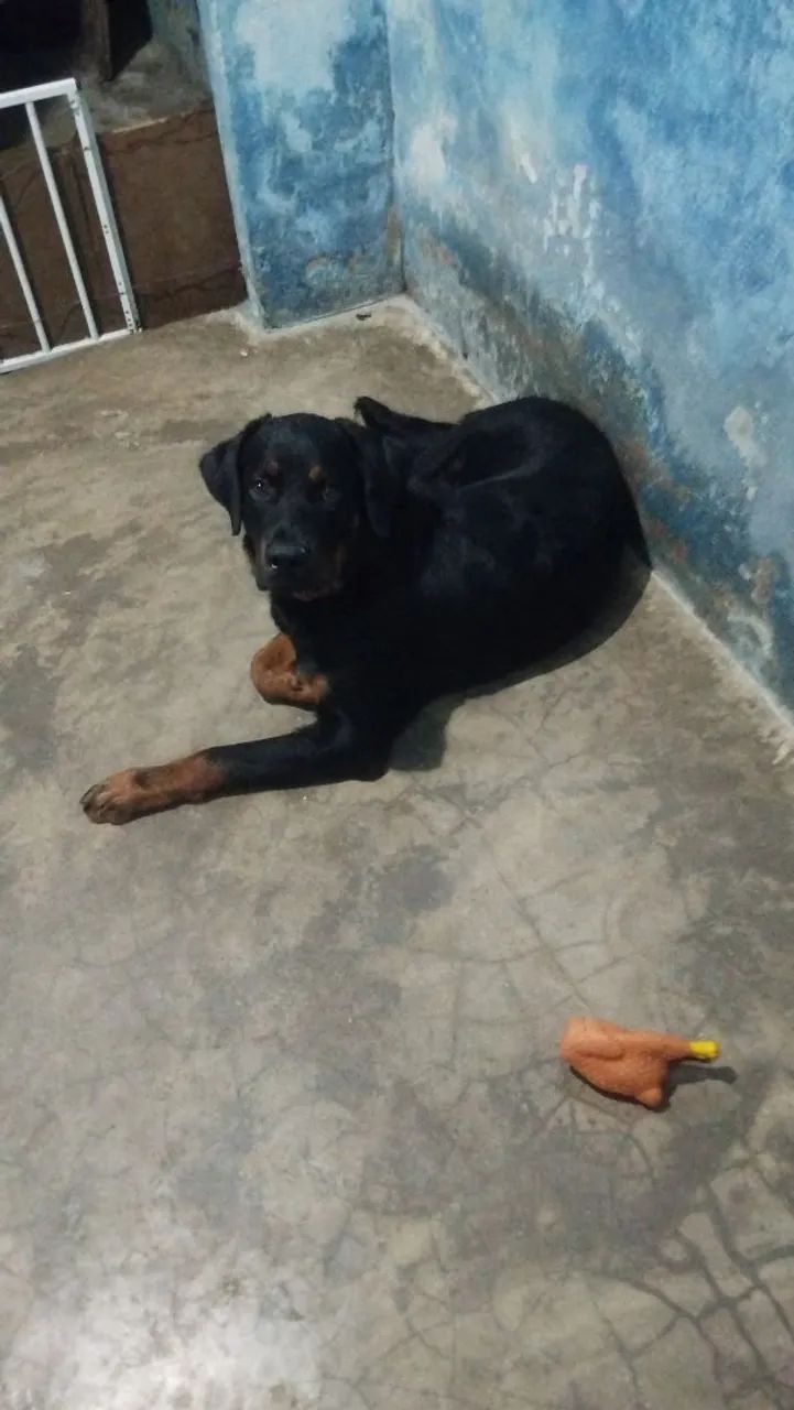 Rottweiler 6 meses - Foto 2