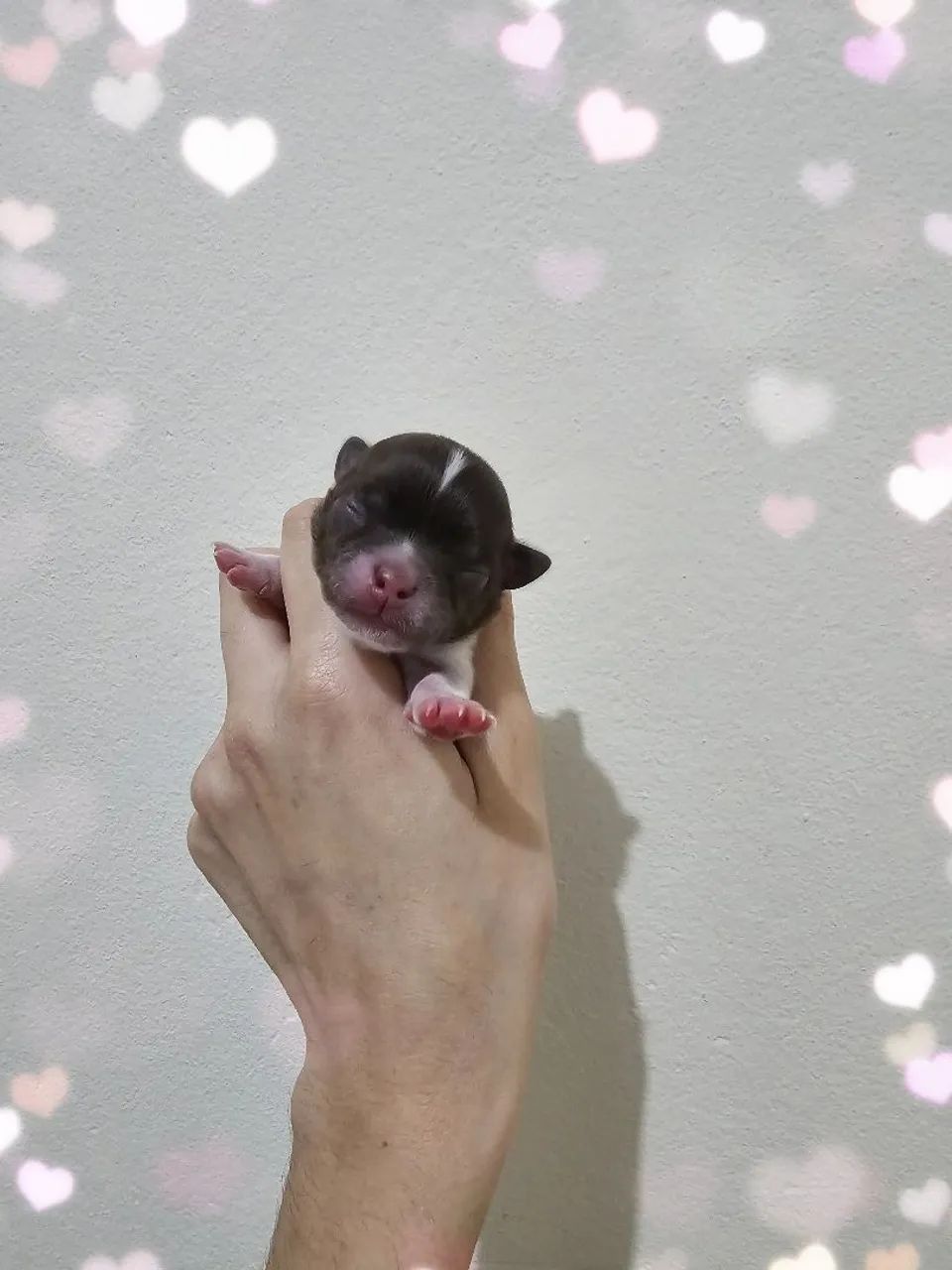 Chihuahuas - Foto 3
