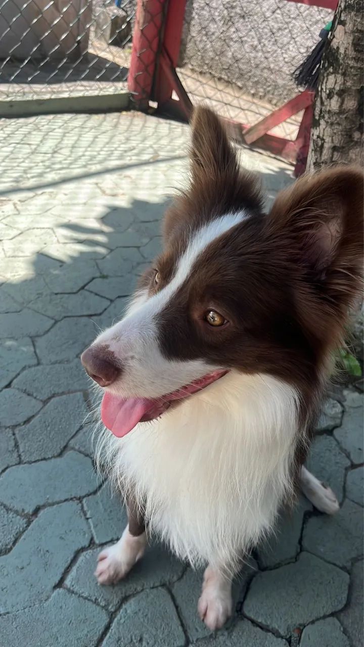 Border Collie Pedrigree