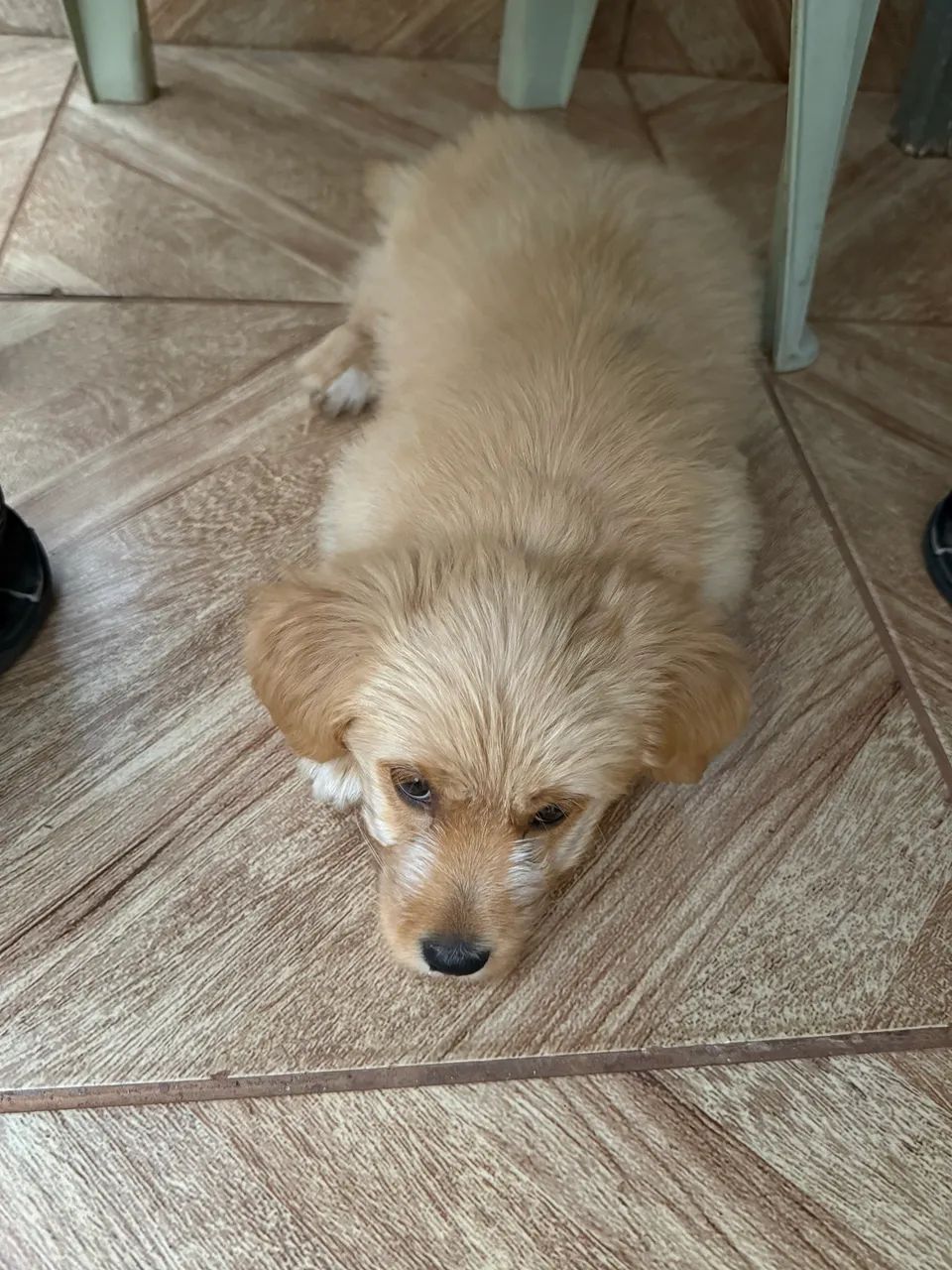 Adoção responsável  - Foto 4